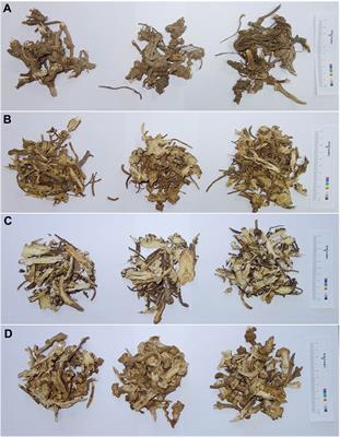 Molecular Structure and Phylogenetic Analyses of the Complete Chloroplast Genomes of Three Medicinal Plants Conioselinum vaginatum, Ligusticum sinense, and Ligusticum jeholense